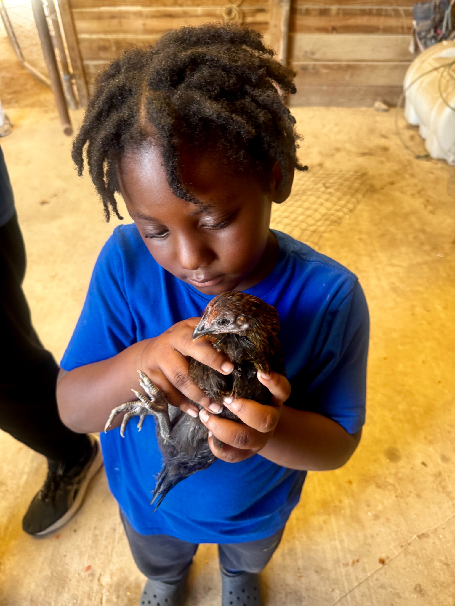 A child carefully holding a young chicken
