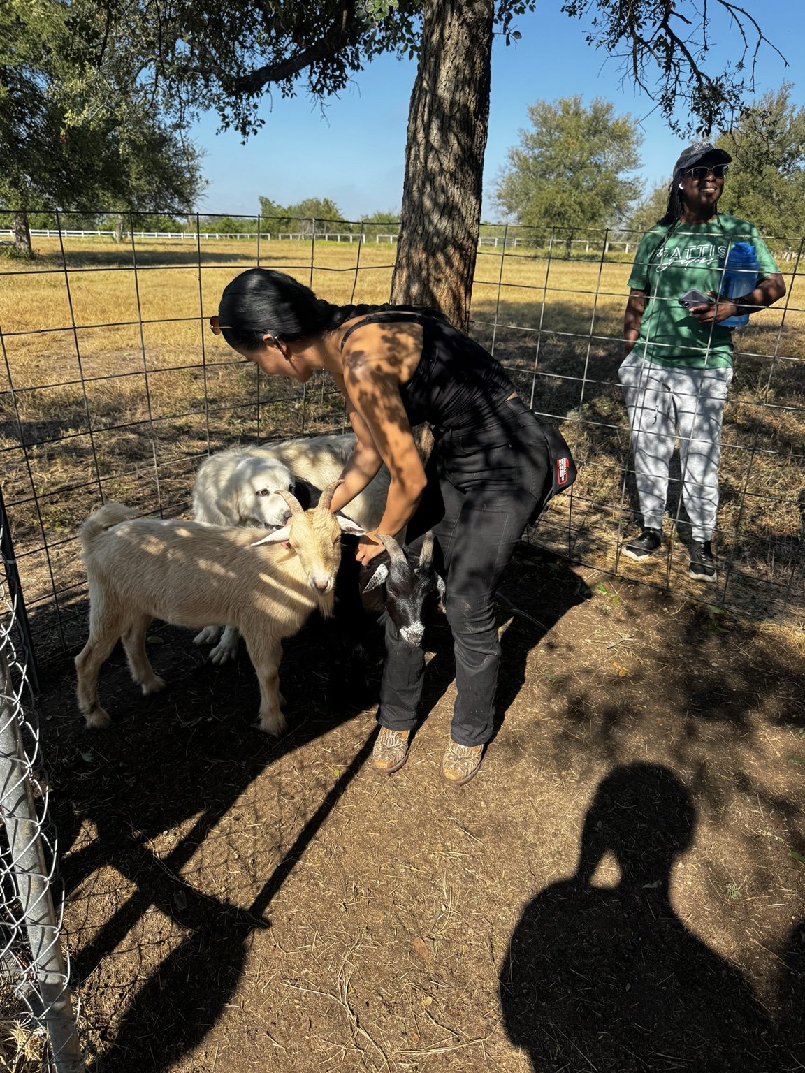 Visitors spending time with goats in the shade